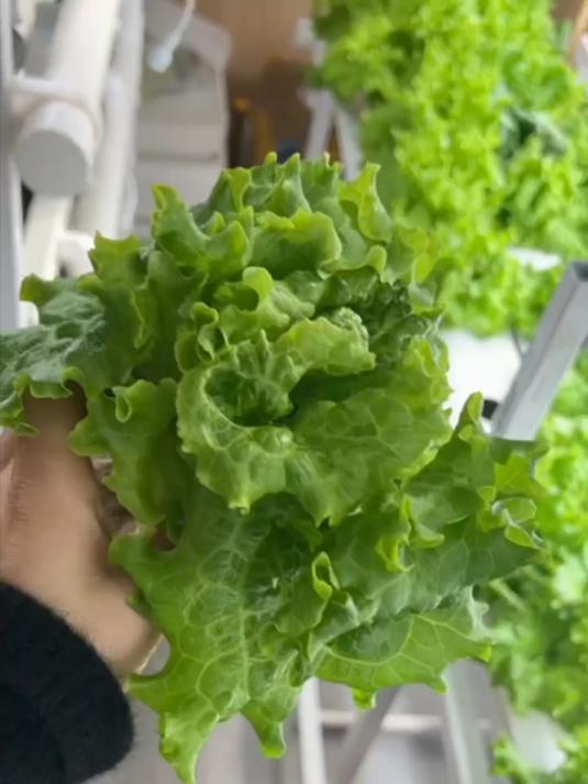 省下买菜钱,水培种植帮你实现蔬菜自由!