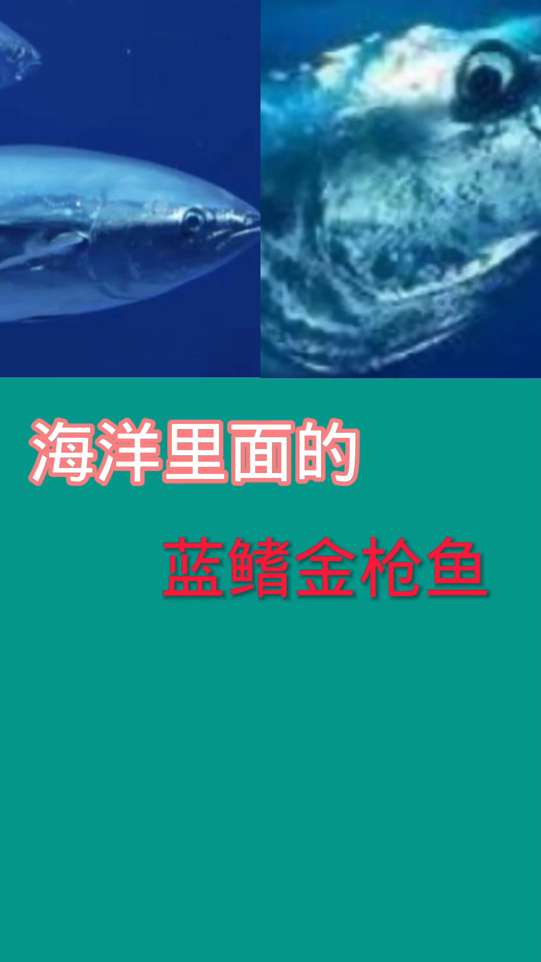 蓝鳍金枪鱼。