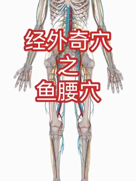 经外奇穴之鱼腰穴