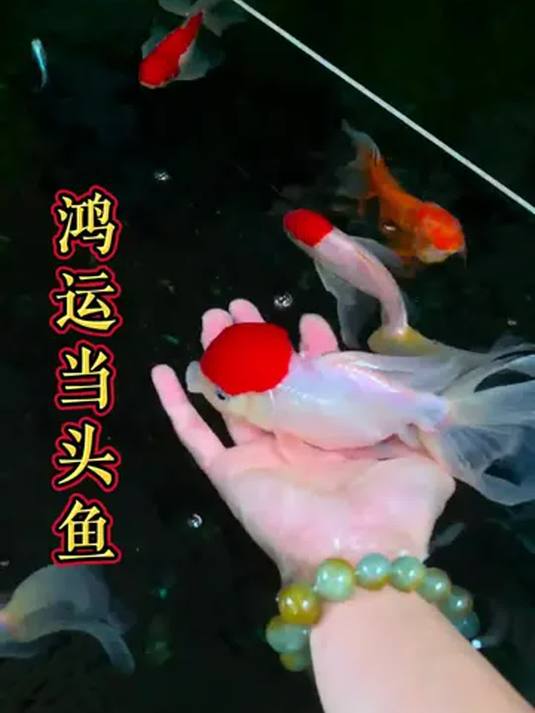 鹤顶红金鱼:鱼缸中的富贵喜庆担当,美过红宝石