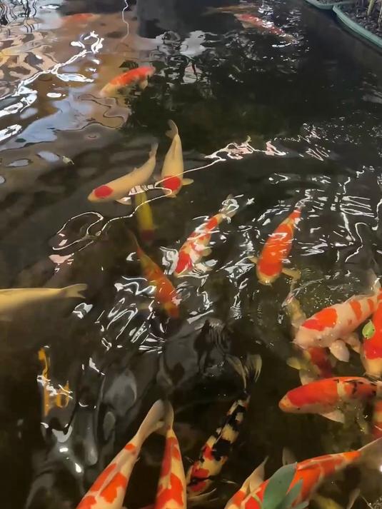 第3集|中山别墅 鱼池假山 流水要怎样布局?要怎样设计