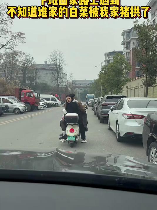 下班回家路上遇到,不知道谁家的白菜被我家猪拱了?