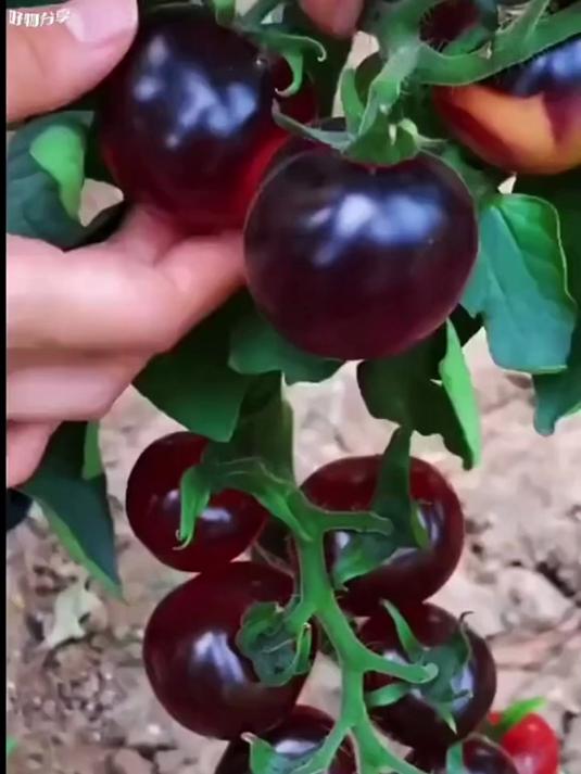 黑珍珠小番茄种子,给阳台带来别样惊喜!