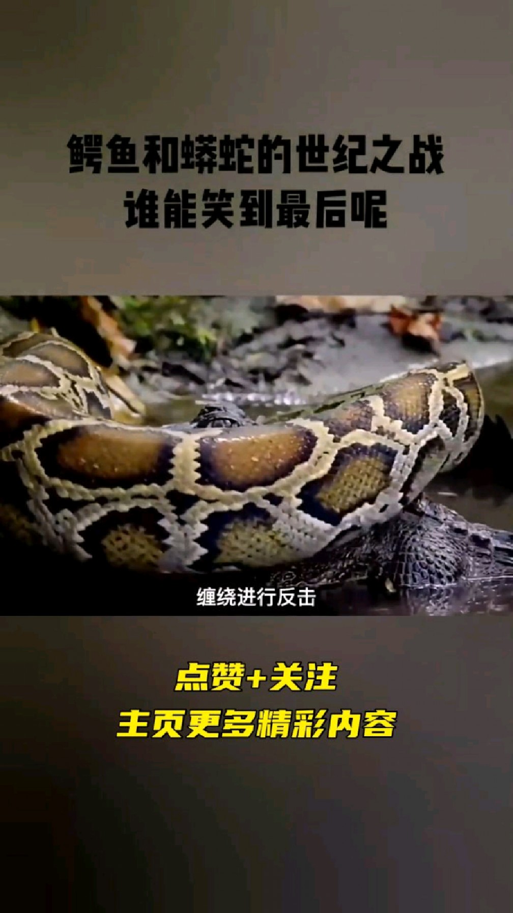 鳄鱼和蟒蛇的世纪之战,谁能笑到最后呢?