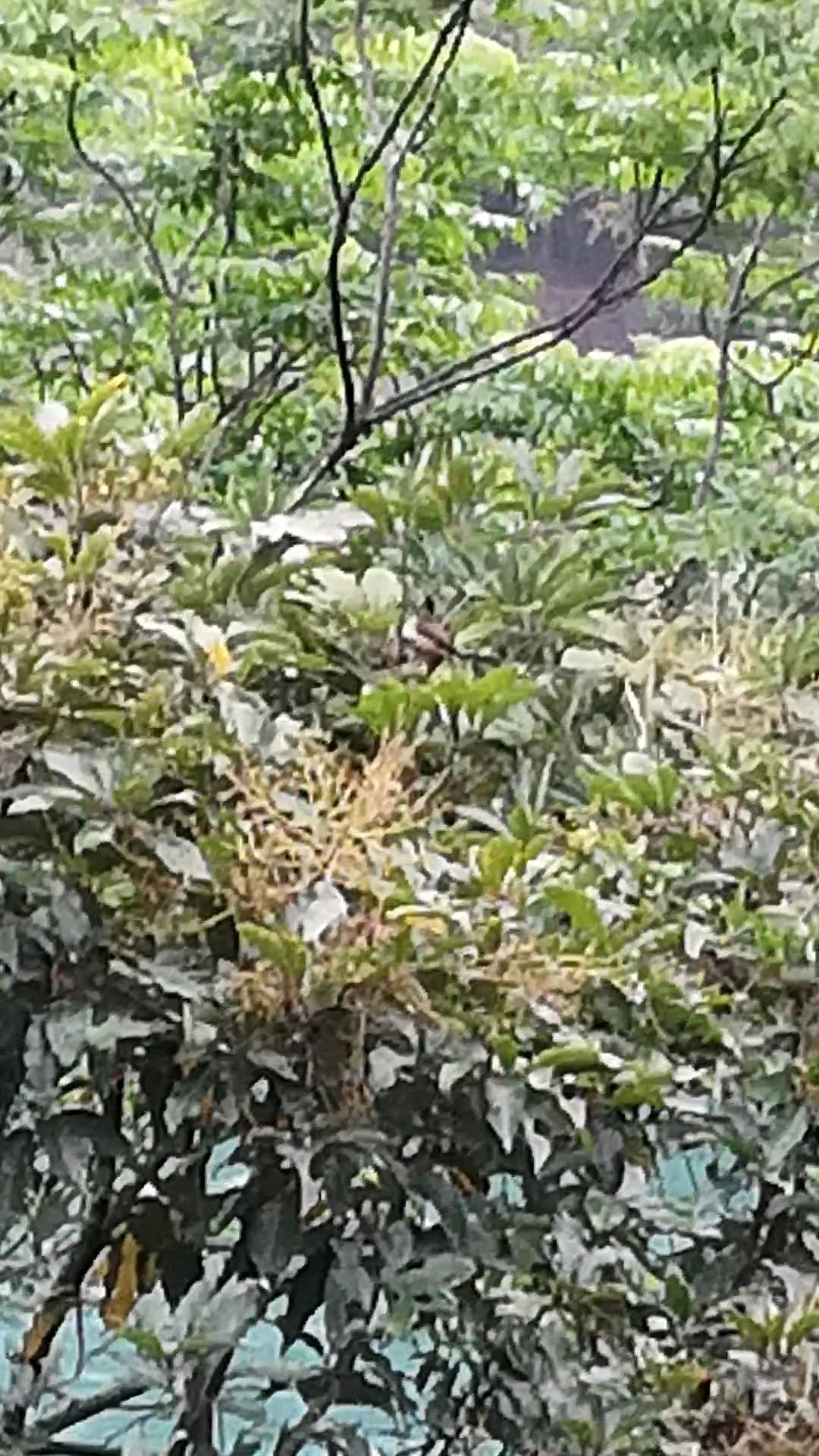 好看视频之万紫千红总是春
