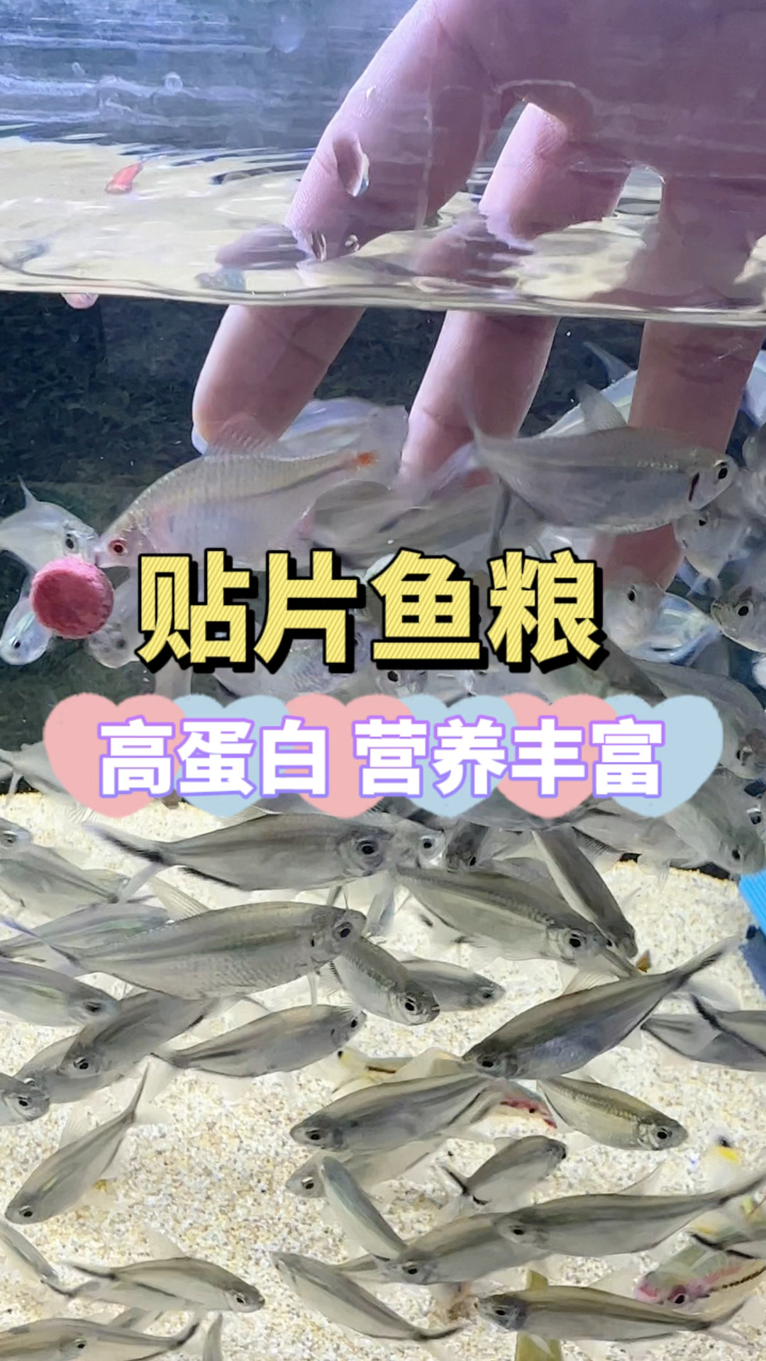这个贴片鱼粮小鱼会蜂拥而上,一贴一放就可以欣赏它们集体干饭了。水族#贴片鱼#观赏鱼