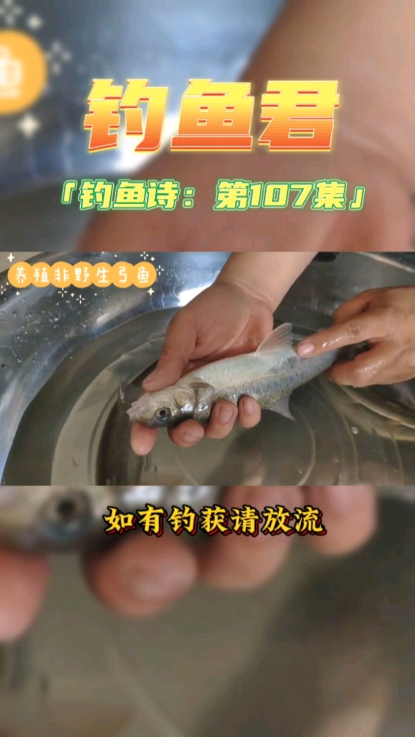 钓鱼君之钓鱼口诀:第107集(钓大理弓鱼)鱼类百科,共同学习。