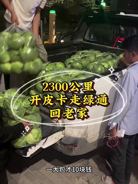 回家啦,为了走绿通买了900斤包菜!到家一天3顿吃包菜!