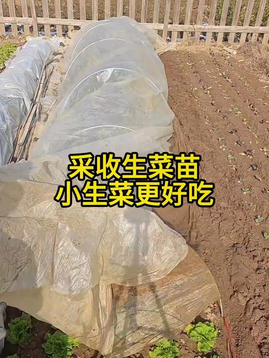 采收生菜苗小生菜更好吃#三农#