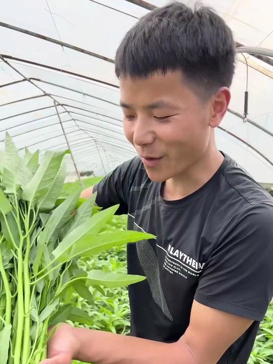 轻松种植!三叉空心菜种子,新手友好,收获鲜嫩翠绿叶菜