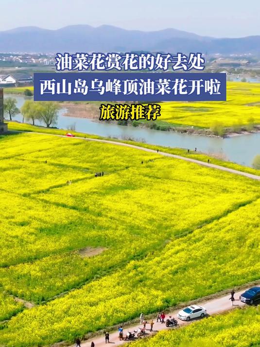油菜花赏花的好去处,西山岛乌峰顶油菜花开啦 旅游推荐