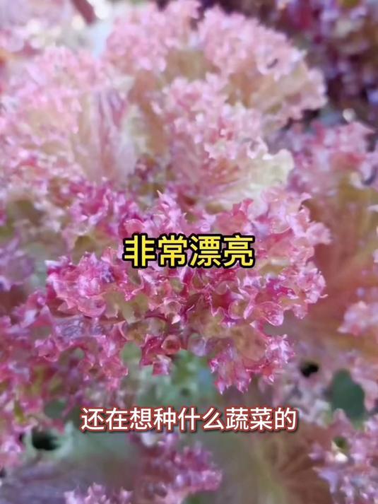 紫叶生菜盆栽颜值高,紫色叶片防虫害,种子遇水三天就发芽