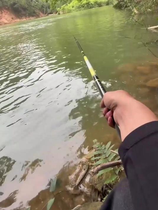 被称为淡水金枪鱼的青竹鲤味道到底么样?(下)