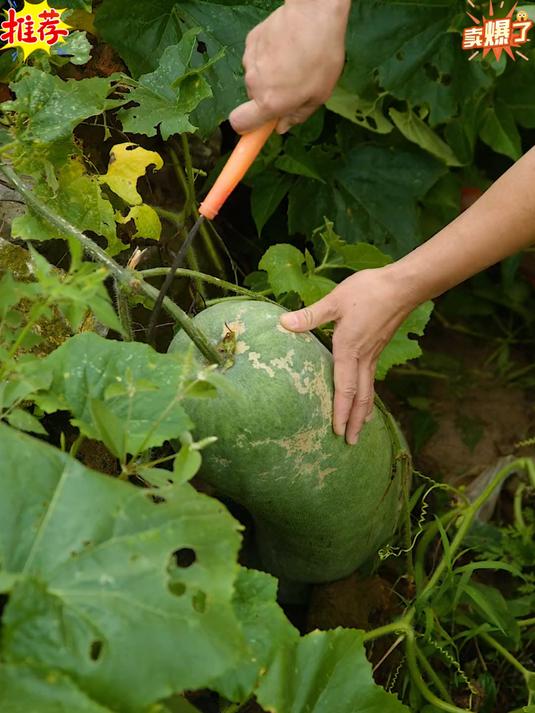被认为很脏的一种野菜地皮菜也叫地软你们吃过吗