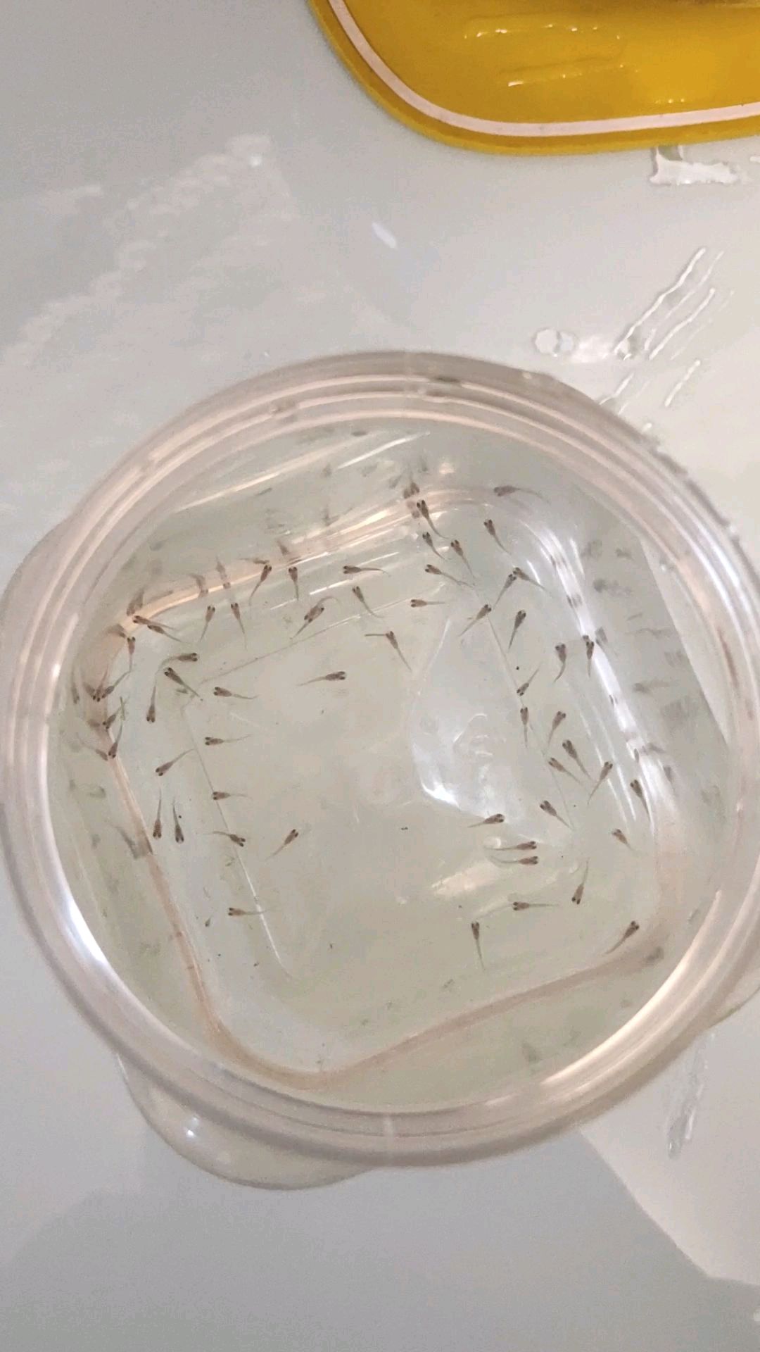 热带鱼该怎么养好