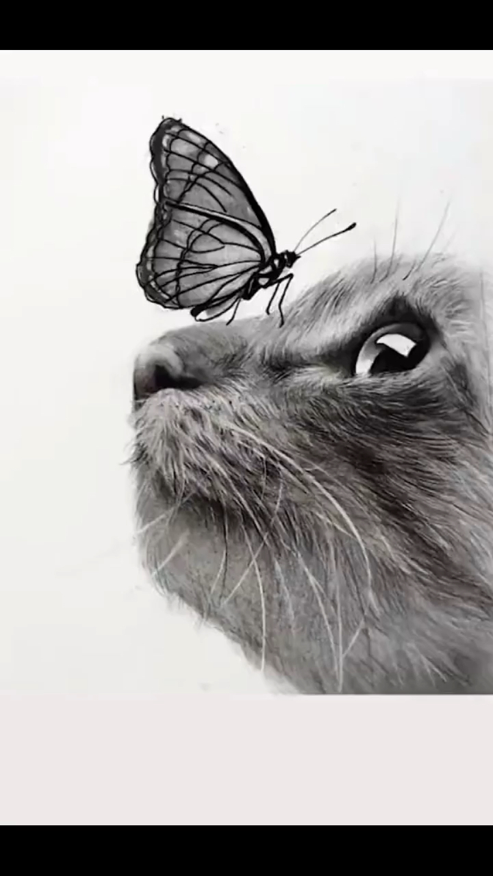 素描欣赏:可爱的猫咪与蝴蝶