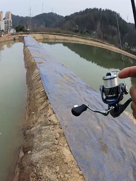 用传统钓0.4号的尼龙子线钓黑坑的鲈鱼是什么感觉