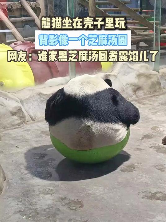熊猫坐在壳子里玩,背影像一个芝麻汤圆