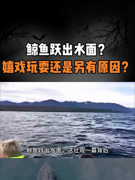 鲸鱼跃出水面?嬉戏玩耍,还是另有原因?
