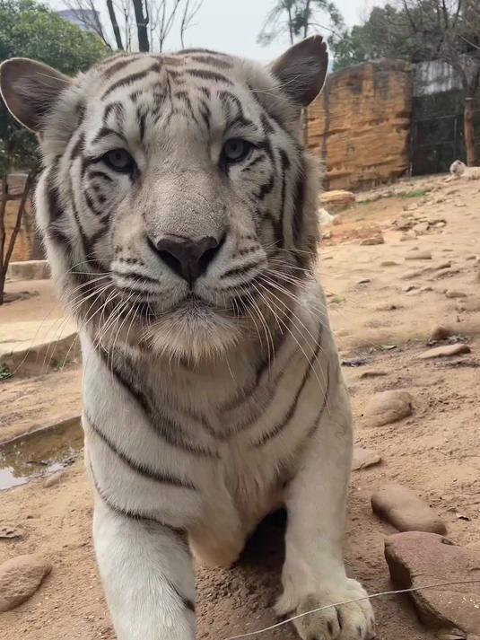 嗷嗷 第二个小鸡翅没接住 动物园实拍视频