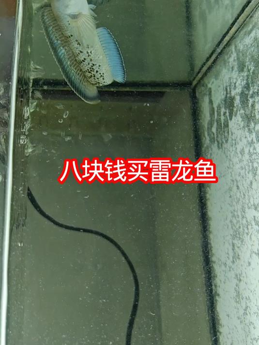 8块钱买了一只雷龙鱼,大家看看值不值