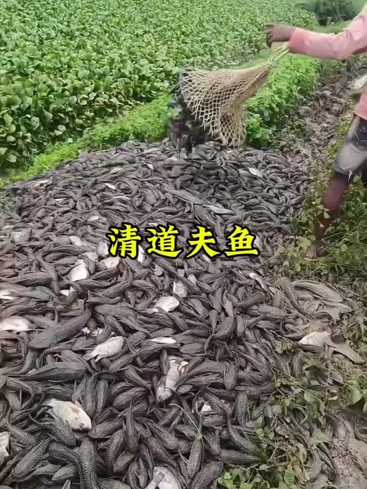 清洁河道里的清道夫鱼