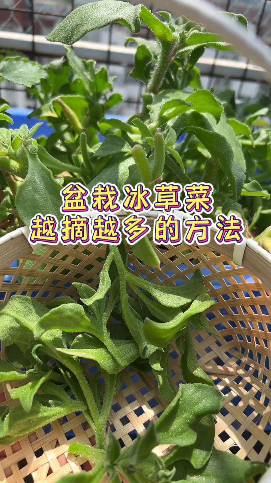阳台盆栽冰草菜,越摘越多的采摘方法～