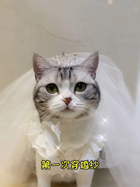 王泡芙的第一次合集太好哭！不知不觉它已经历这么多，感谢大家