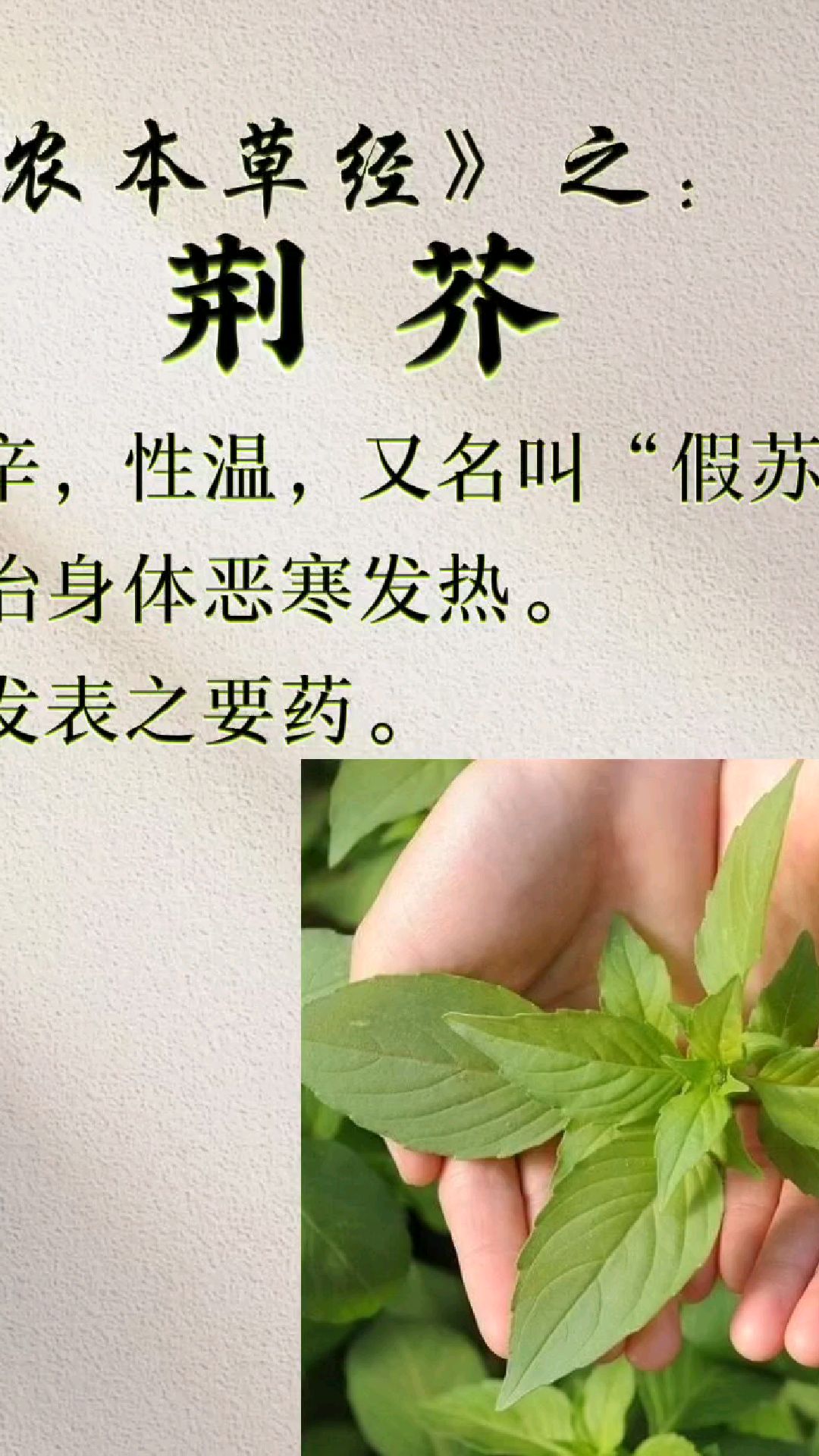 【荆芥】:荆芥解表散风,透疹,消疮,用于感冒,头痛,麻疹,风疹,疮疡初起等症。
