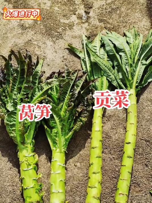 天气热没胃口就试试这个剁椒贡菜吧，香辣脆爽，真的好吃