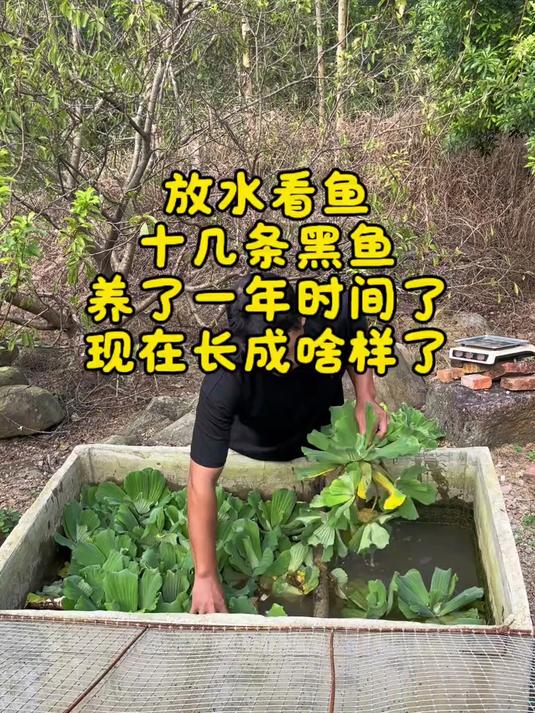 放干水看鱼，一平方米多一点的水泥缸里，养了十几条黑鱼，一年时间过去了，现在长啥样了？