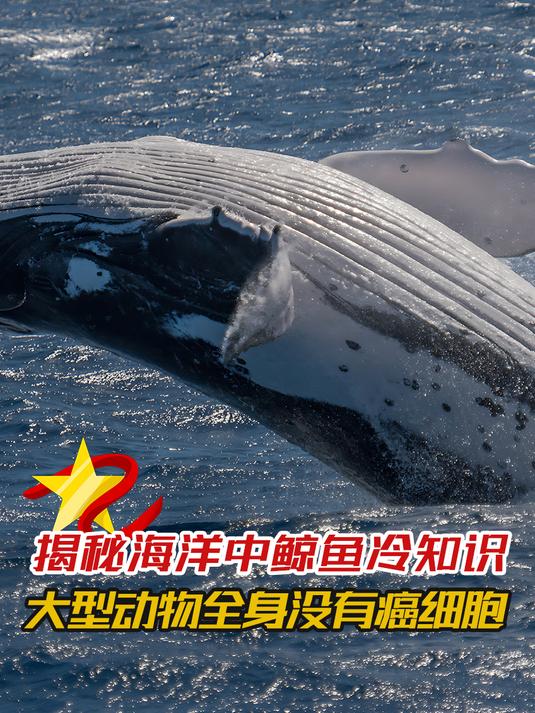 揭秘海洋中鲸鱼的冷知识,大型动物竟然不怕得癌症?