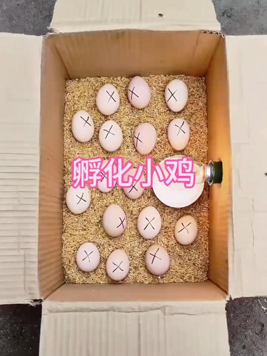 原来鸡蛋是这样孵化小鸡的