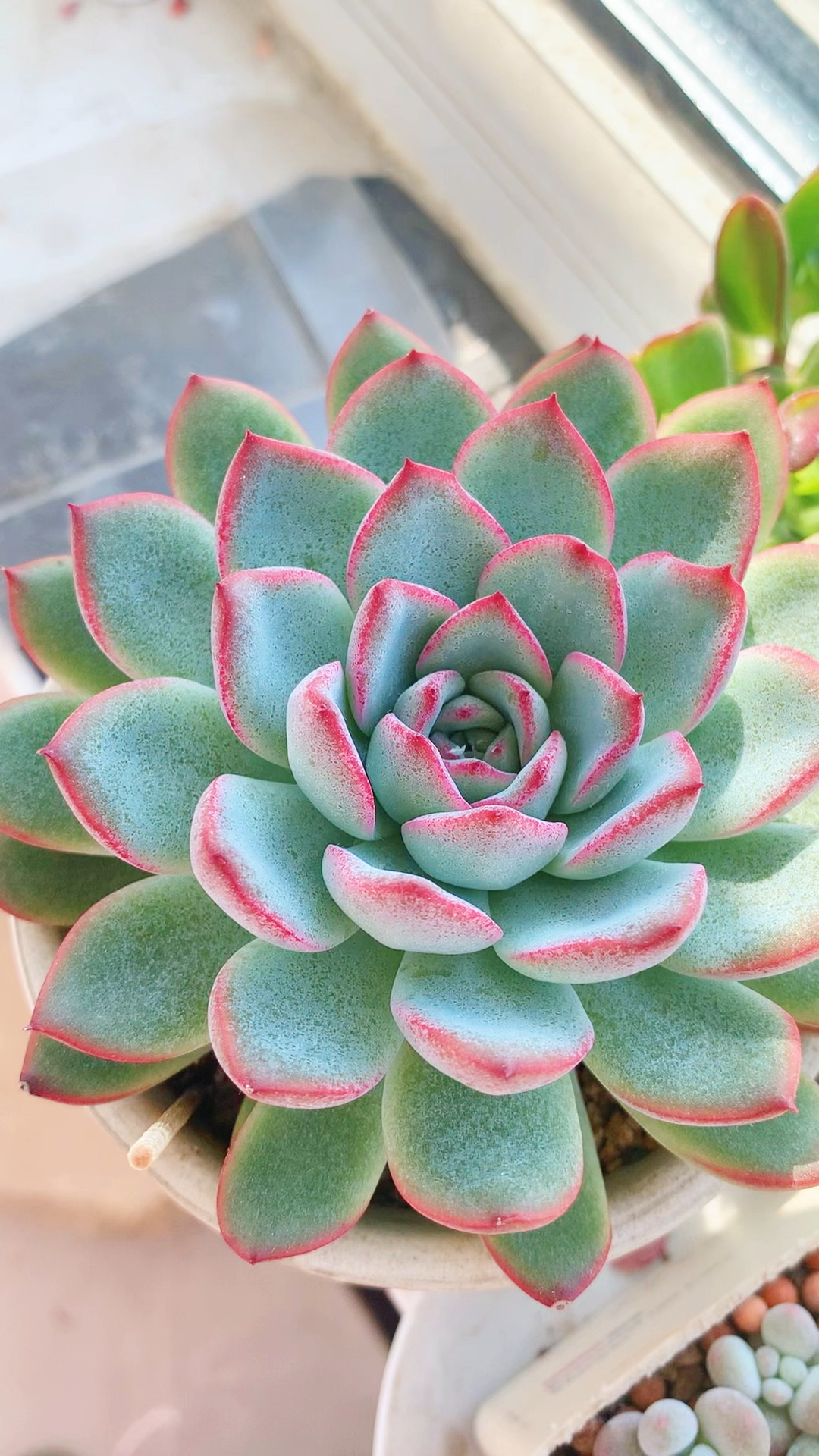 多肉有毒!你中毒了吗?