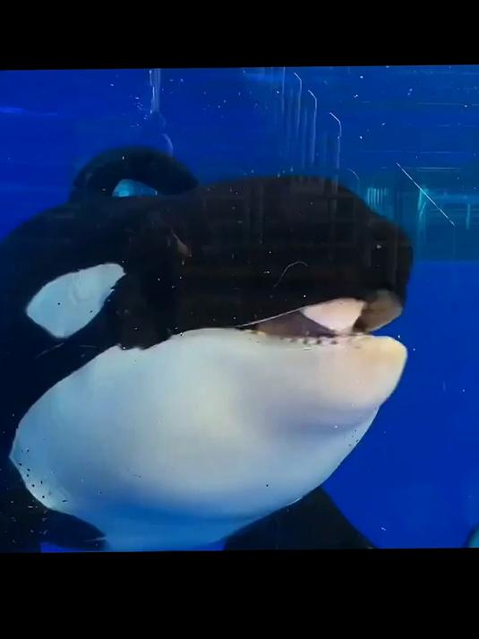 为什么虎鲸被称为海洋街溜子?