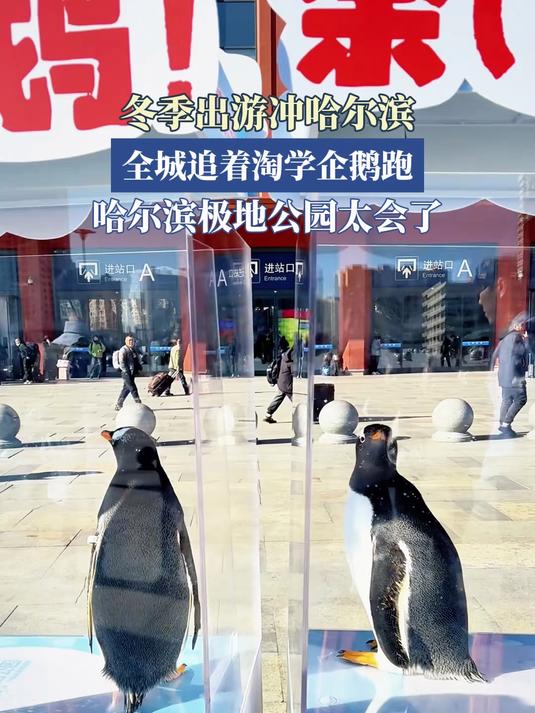 冬季出游冲哈尔滨,全城追着淘学企鹅跑,哈尔滨极地公园太会了!