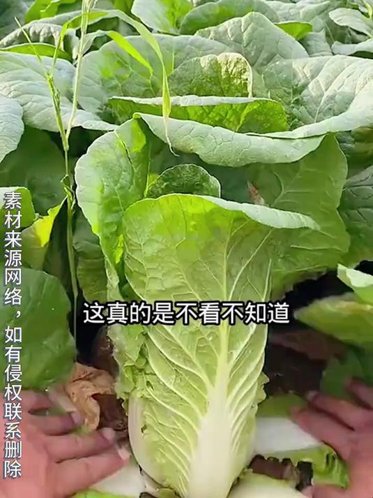 真的是不看不知道,原来平时吃的娃娃菜,就是大白菜芯