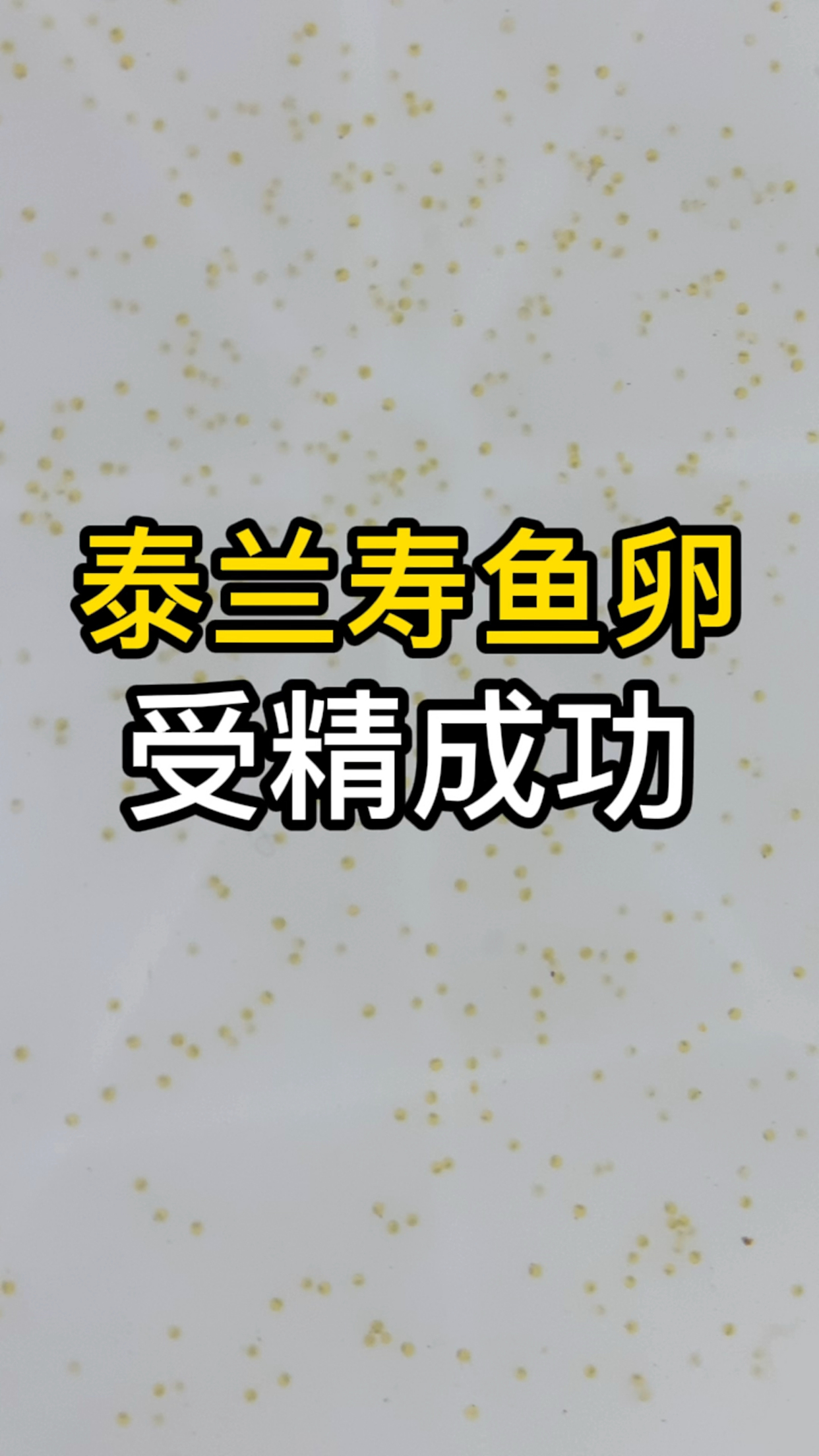 杂交金鱼鱼卵受精成功,也不知道能不能孵化,泰帽和兰寿杂交的金鱼
