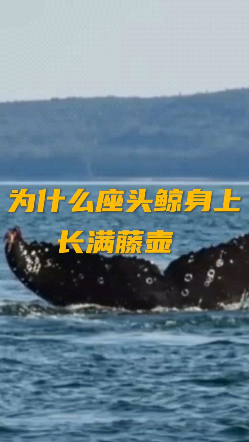 为什么鲸鱼身上长满藤壶