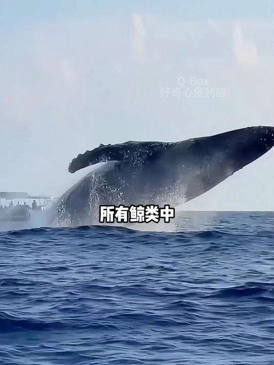当数十吨的鲸鱼从海中跃起