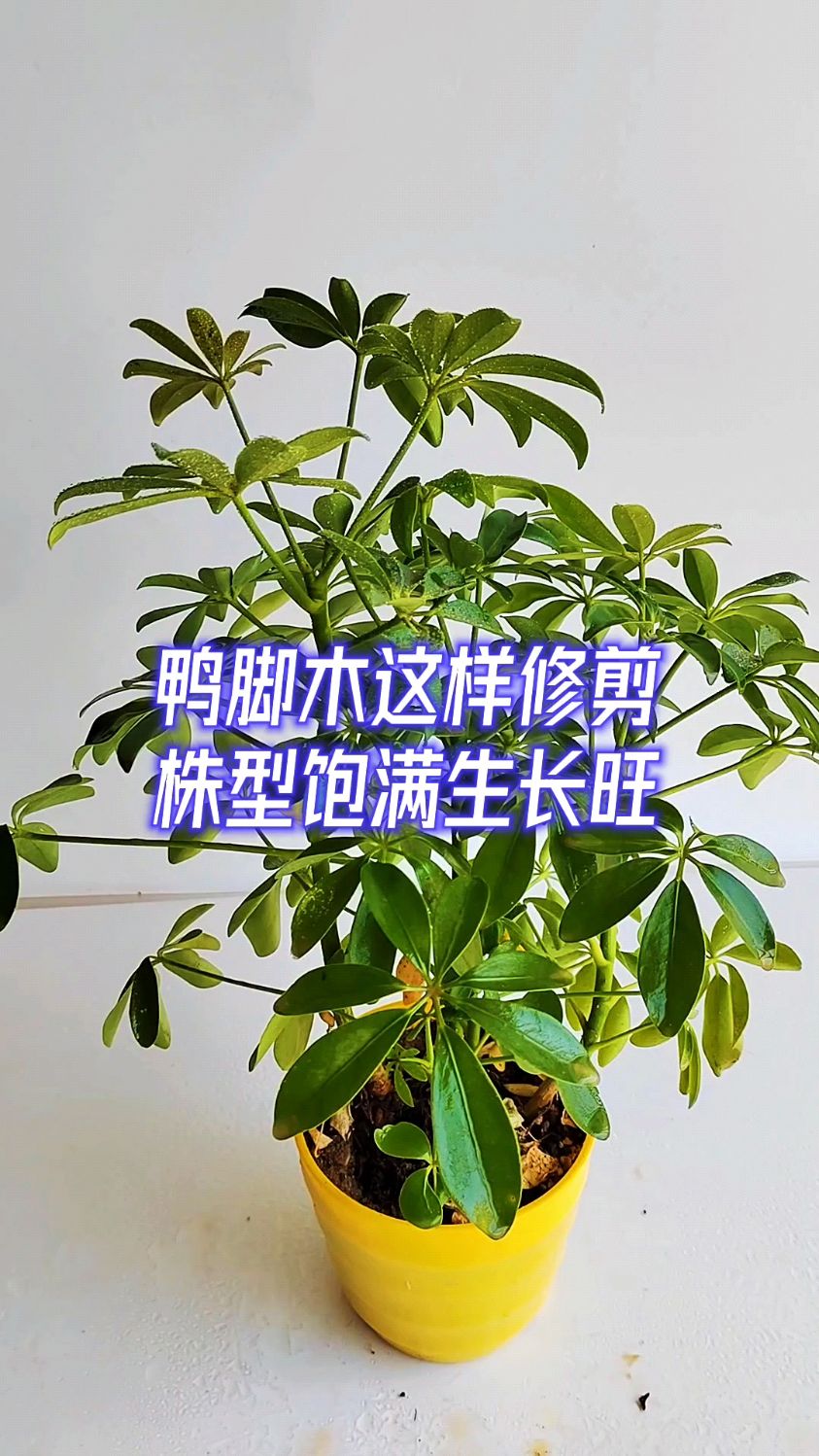 鸭脚木这样修剪,株型饱满生长旺
