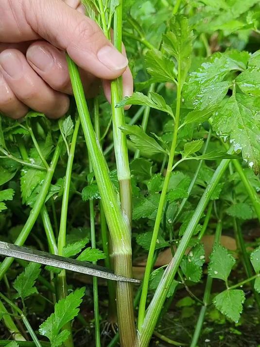 网红野菜:野芹菜又叫水芹,被称为野菜中的王者 #植物科普#