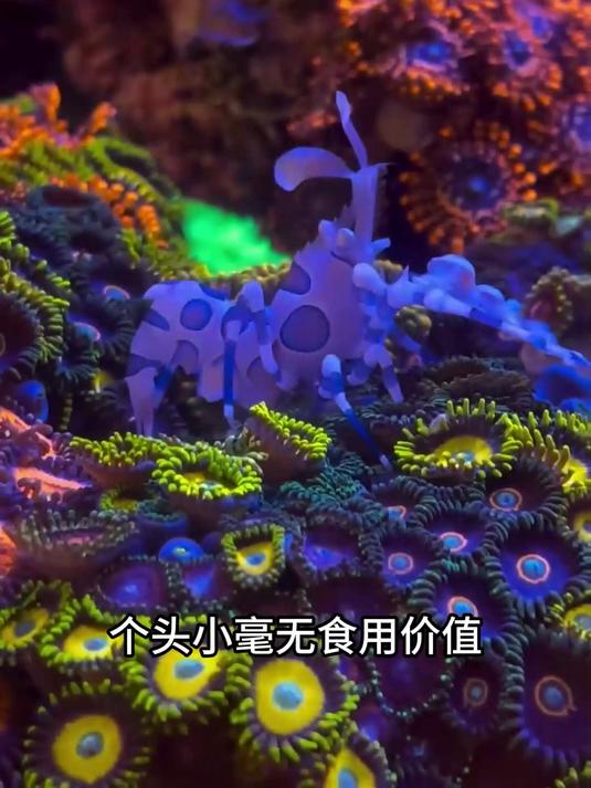 分享16种不同品种的虾！看看你认识几种！