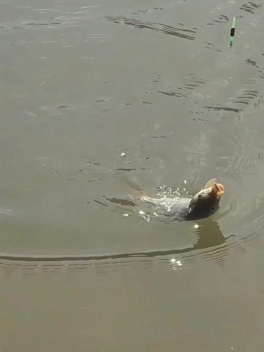 久岩新品丸世散装鱼钩 钓鲫神器 轻松上钩