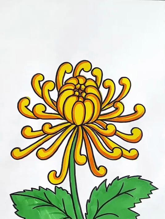 画菊花