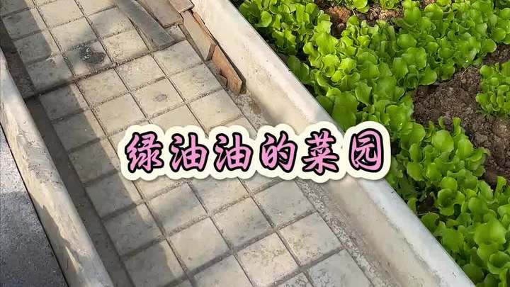 农家小院,菜沟板小菜园