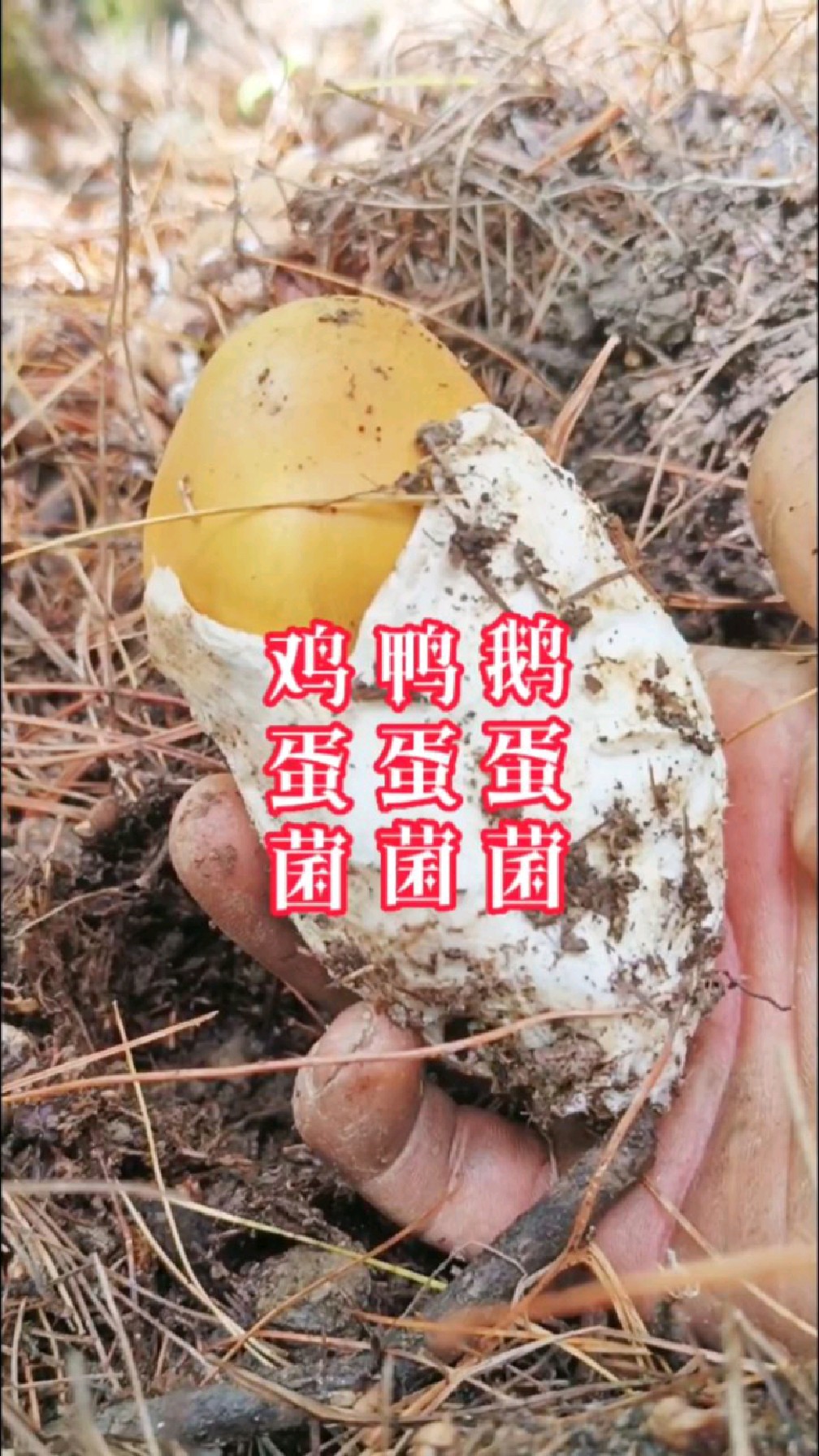 鸡蛋菌鸭蛋菌鹅蛋菌