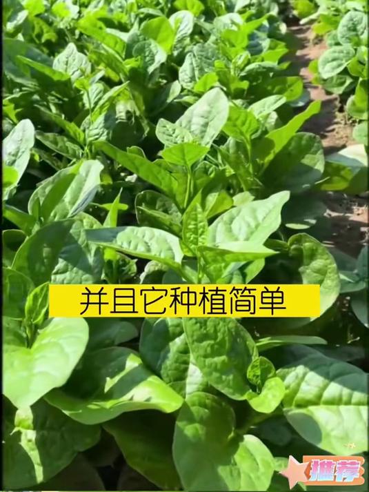 南方梅雨不用愁,抗病木耳菜种子,潮湿环境长更旺