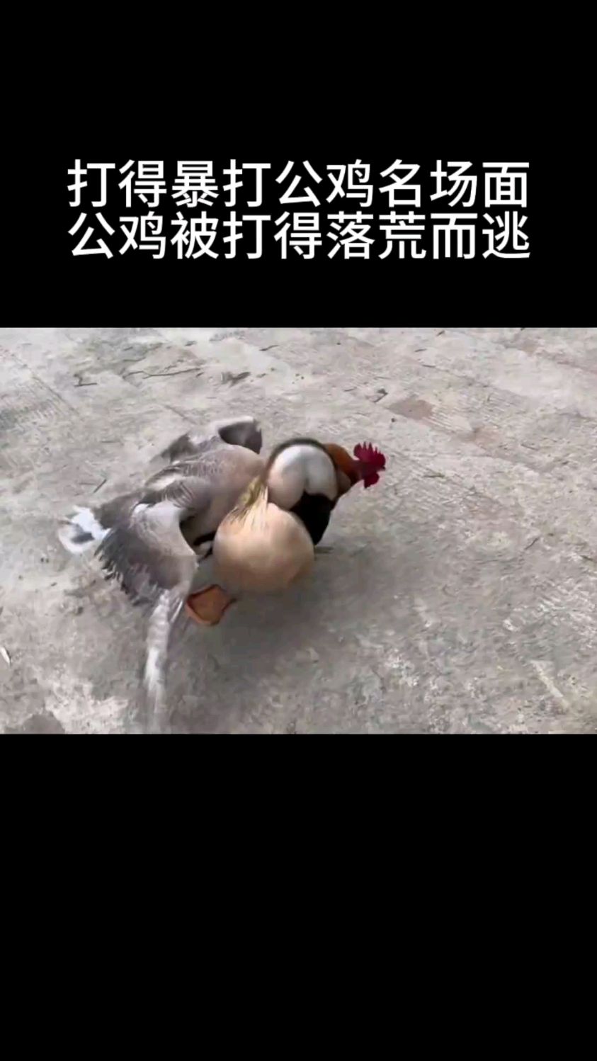 大鹅暴打公鸡名场面,公鸡被打得落荒而逃
