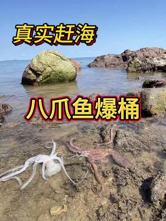 真实赶海抓八爪鱼，都住在生蚝壳里面